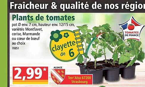 plants de tomates