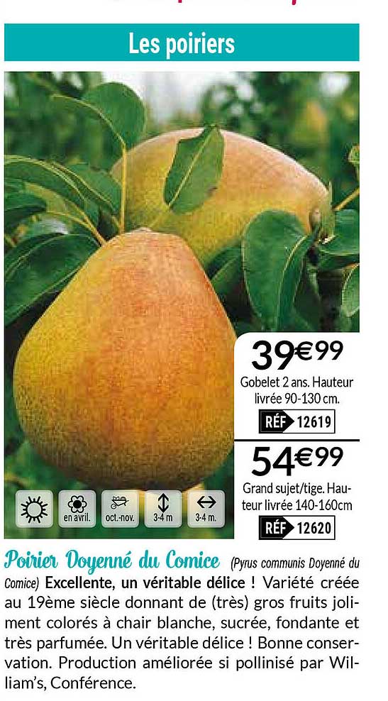 poirier doyenné du comice