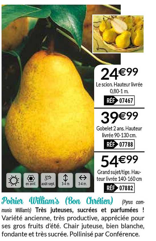 poirier william's (bon chrétien)