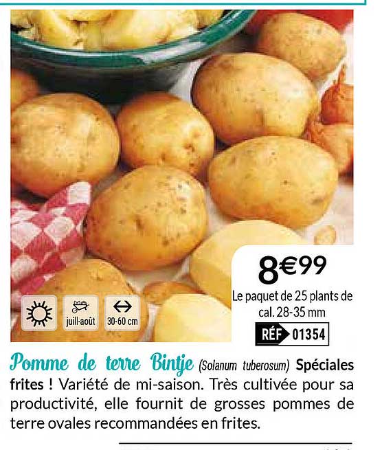 pomme de terre bintje