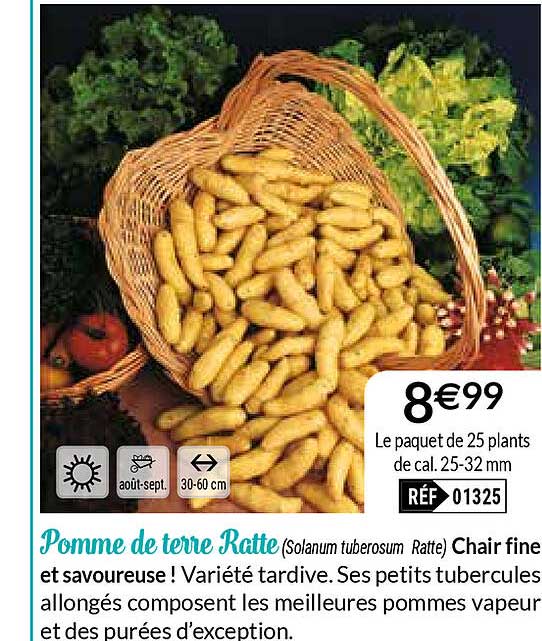 pomme de terre ratte