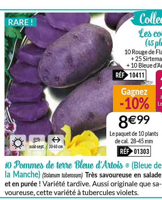 Pommes De Terre Bleue D'artois Bleue De La Manche