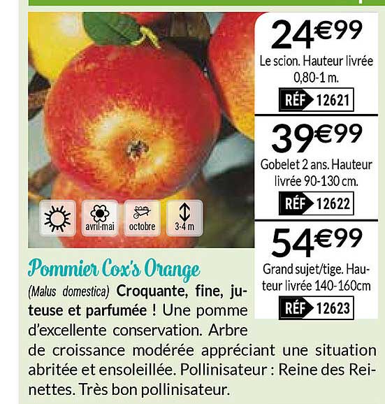 pommier cox's orange