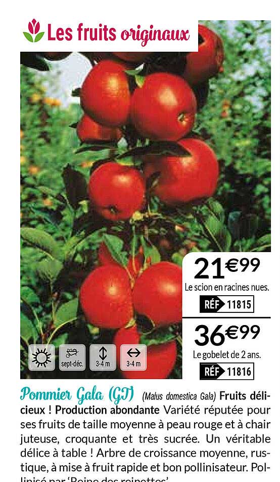 pommier gala (gj)
