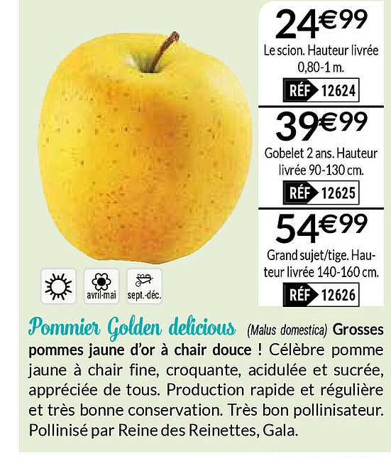 pommier golden delicious