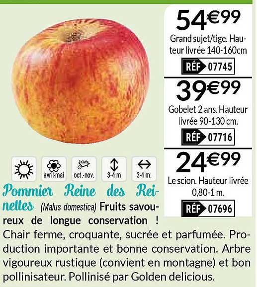 pommier reine des reinettes