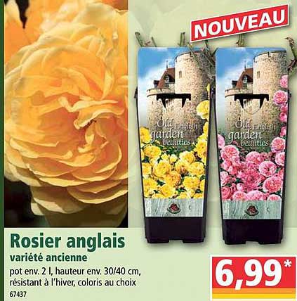 rosier anglais variété ancienne