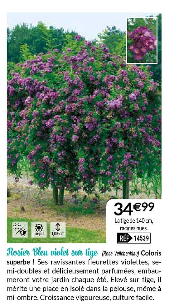 rosier bleu violet sur tige