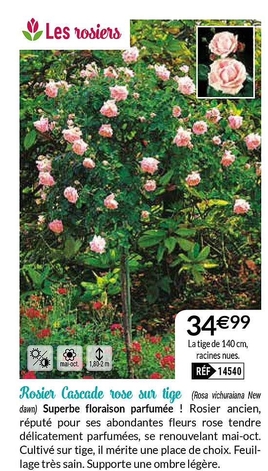 rosier cascade rose sur tige