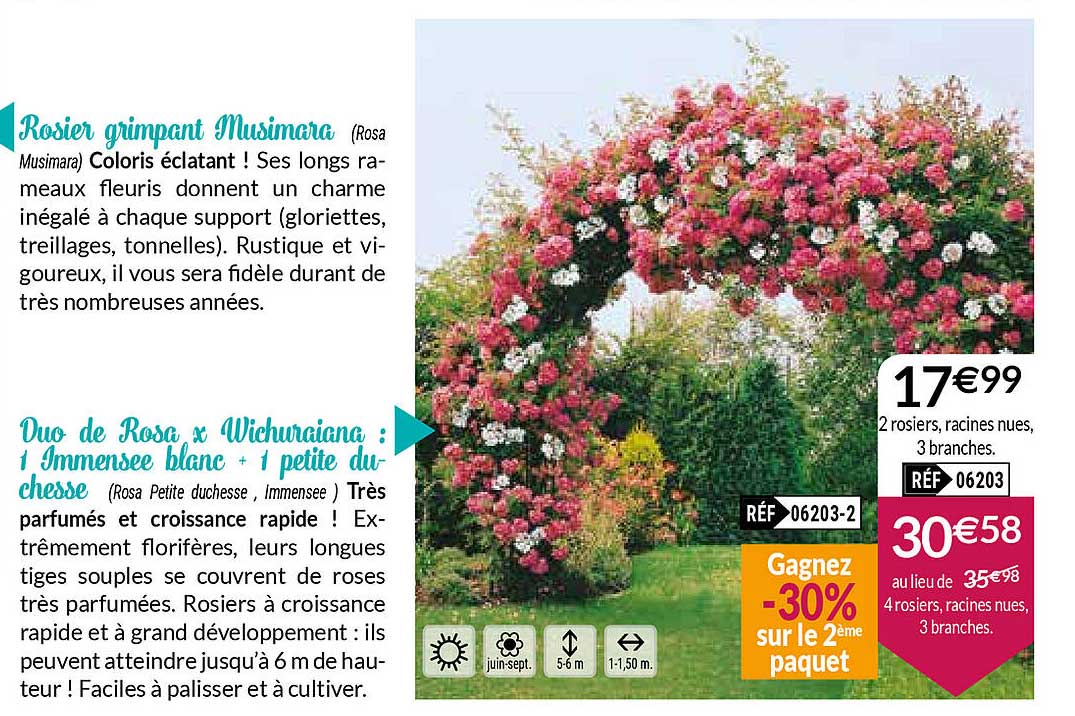 rosier grimpant musimara duo de rosa x wichuraiana : 1 immensee blanc + 1 petite duchesse