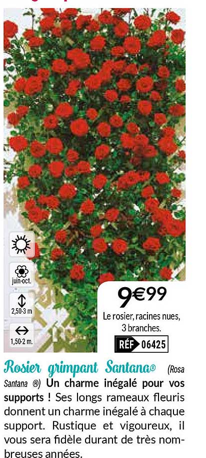 rosier grimpant santana
