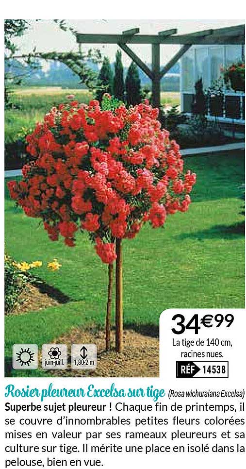 rosier pleureur excelsa sur tige