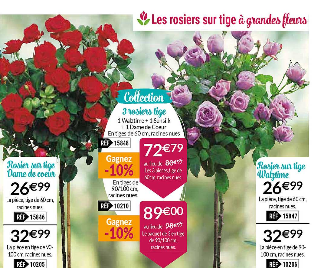 rosier sur tige dame de coeur