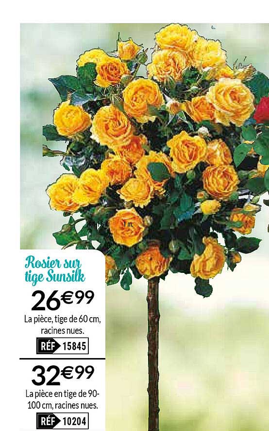 rosier sur tige sunsilk