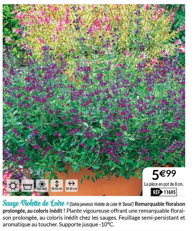 Sauge Violette De Loire