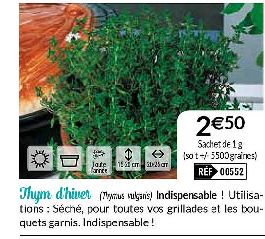 thym d'hiver