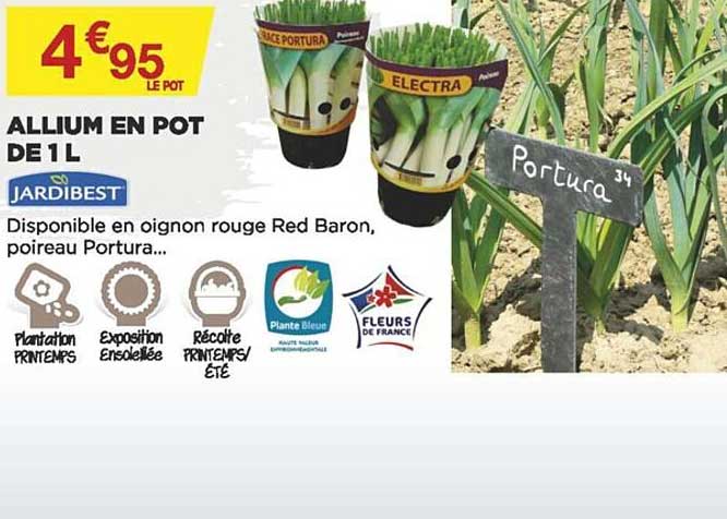 allium en pot de 1 l jardibest