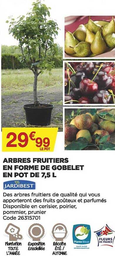 arbres fruitiers en forme de gobelet en pot de 7,5 l jardibest