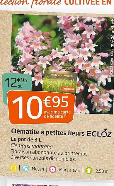 clématite à petites fleurs ecloz