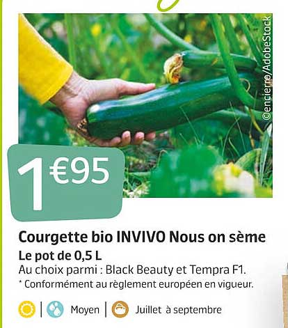 courgette bio invivo nous on sème