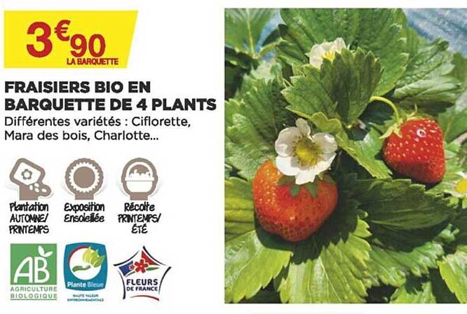 fraisiers bio en barquette de 4 plants