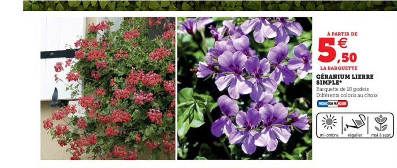 géranium lierre simple