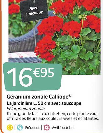 géranium zonale calliope