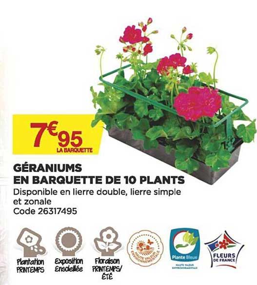 géraniums en barquette de 10 plants