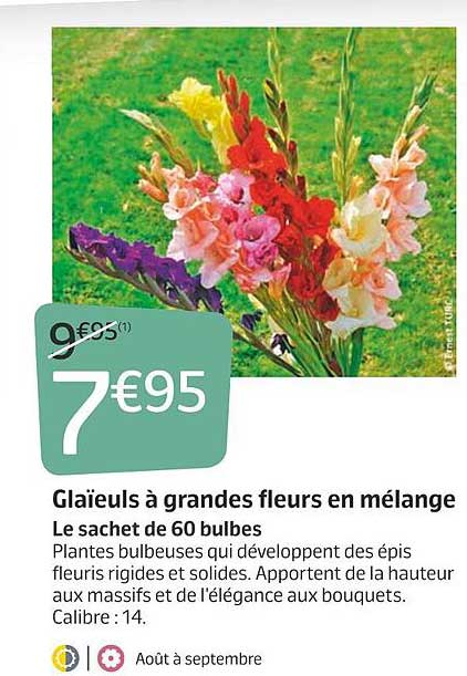 glaïeuls à grandes fleurs en mélange