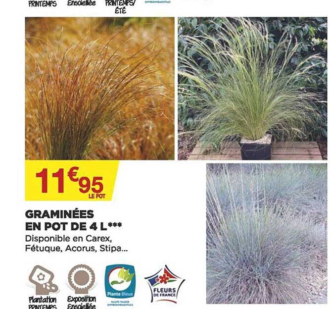 graminées en pot de 4 l