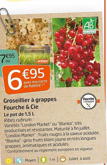 groseillier à grappes fourche & cie