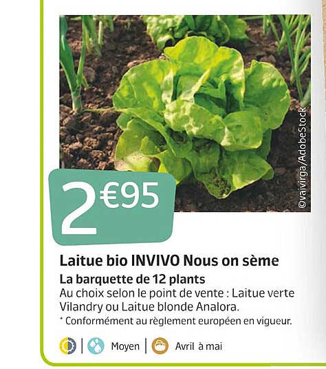 laitue bio invivo nous on sème