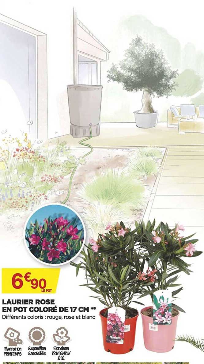 laurier rose en pot coloré de 17 cm