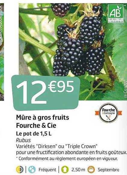 mûre à gros fruits fourche & cie