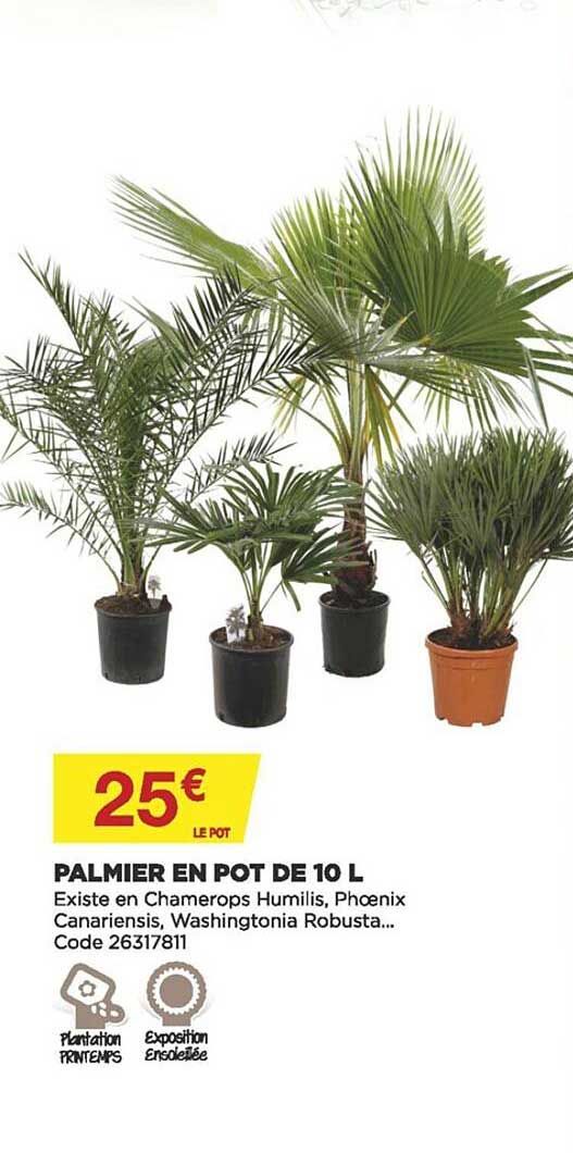 Palmier En Pot De 10 L