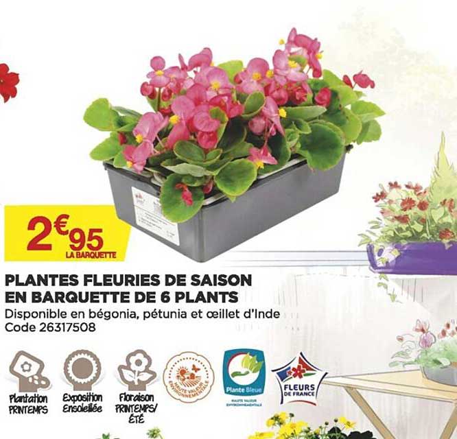 plantes fleuries de saison en barquette de 6 plants