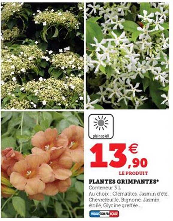 plantes grimpantes