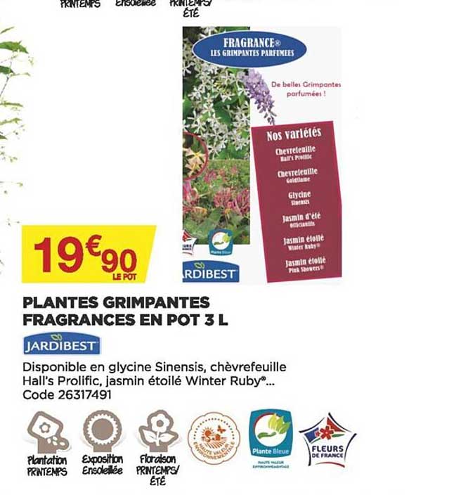 plantes grimpantes fragrances en pot 3 l jardibest
