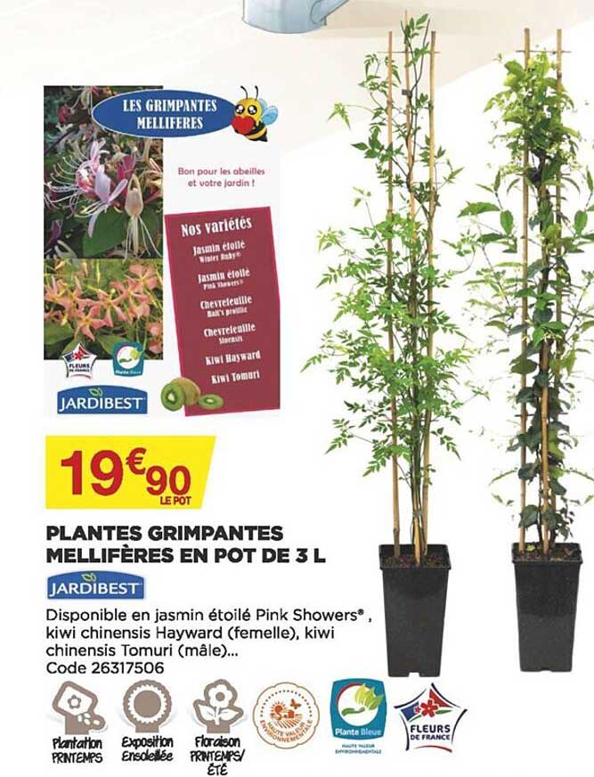 plantes grimpantes mellifères en pot de 3 l jardibest