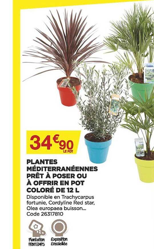 plantes méditerranéennes prêt à poser ou à offrir en pot coloré de 12 l