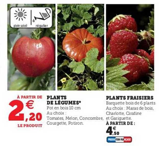 plants de légumes, plants fraisiers