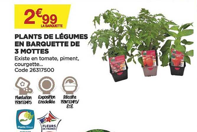 plants de légumes en barquette de 3 mottes