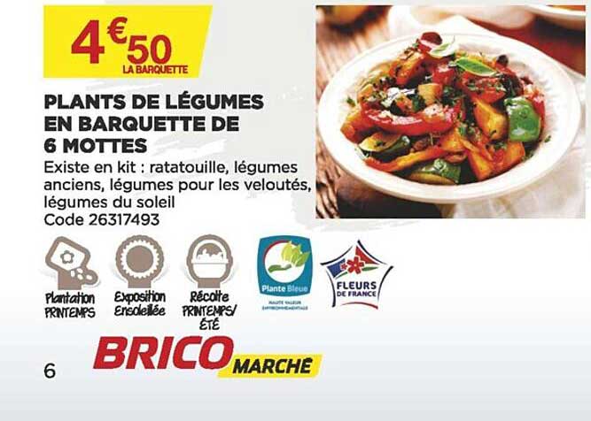 plants de légumes en barquette de 6 mottes