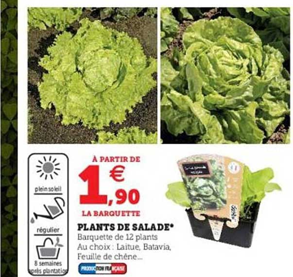 plants de salade