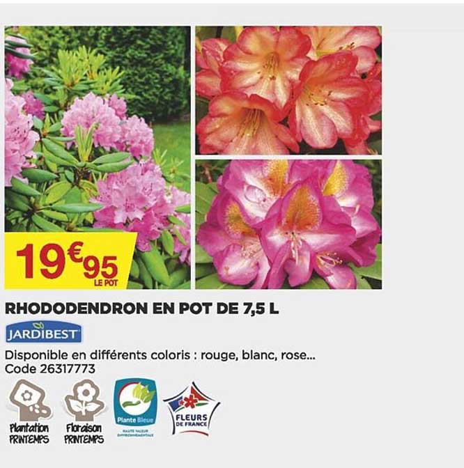 rhododendron en pot de 7,5 l jardibest