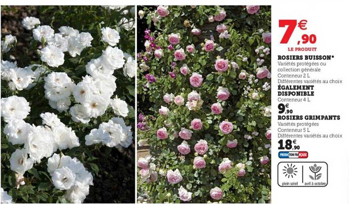 rosiers buisson, rosiers grimpants