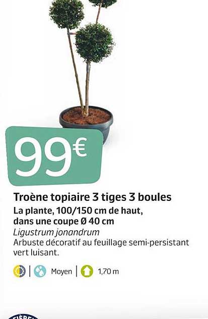 troène topiaire 3 tiges 3 boules
