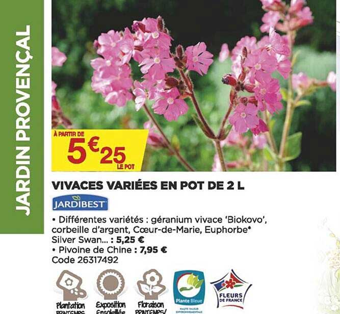 vivaces variées en pot de 2 l jardibest