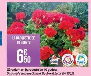 géranium en barquette de 10 godet