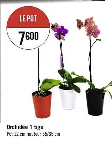 orchidée 1 tige